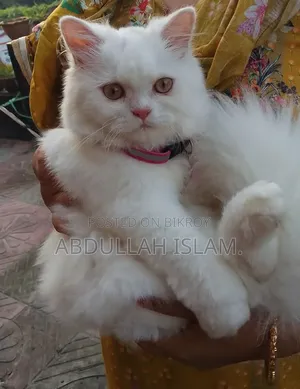3-6 Months Female Purebred Persian