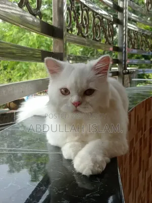 3-6 Months Female Purebred Persian