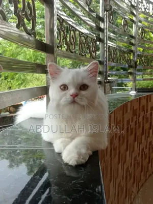 3-6 Months Female Purebred Persian