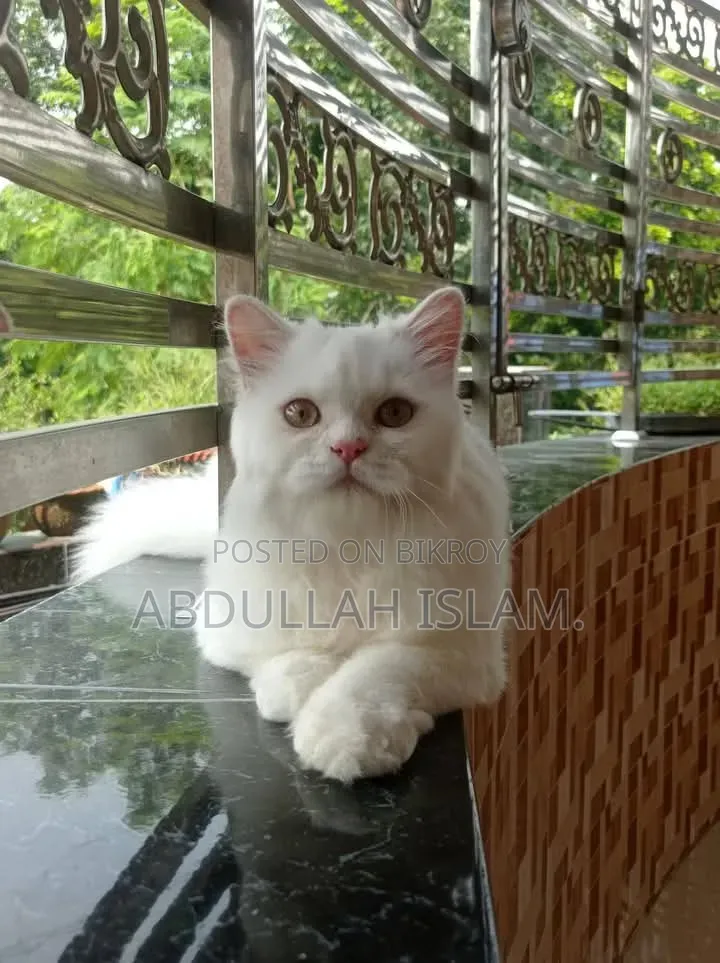 3-6 Months Female Purebred Persian