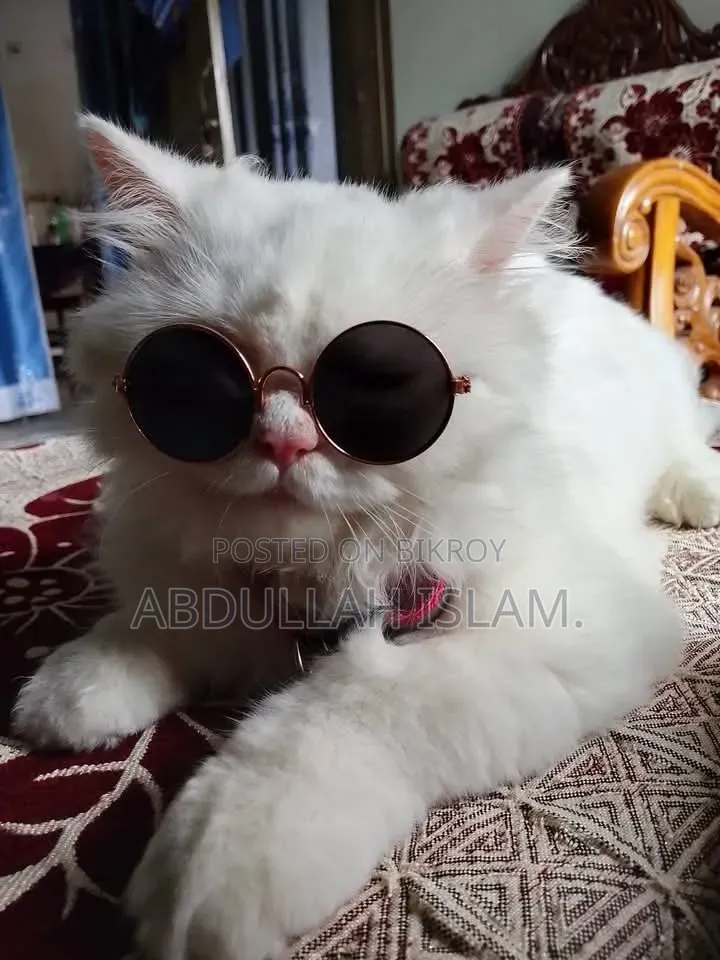 3-6 Months Female Purebred Persian
