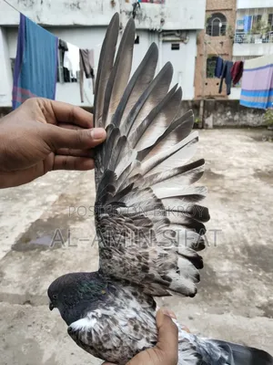 গিরিবাজ কবুতর