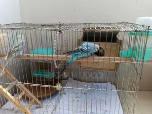 Budgerigar birds