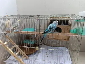 Budgerigar birds