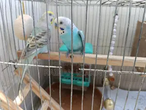 Budgerigar birds