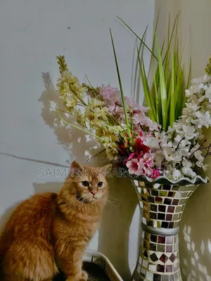 3-6 months Male Purebred Persian