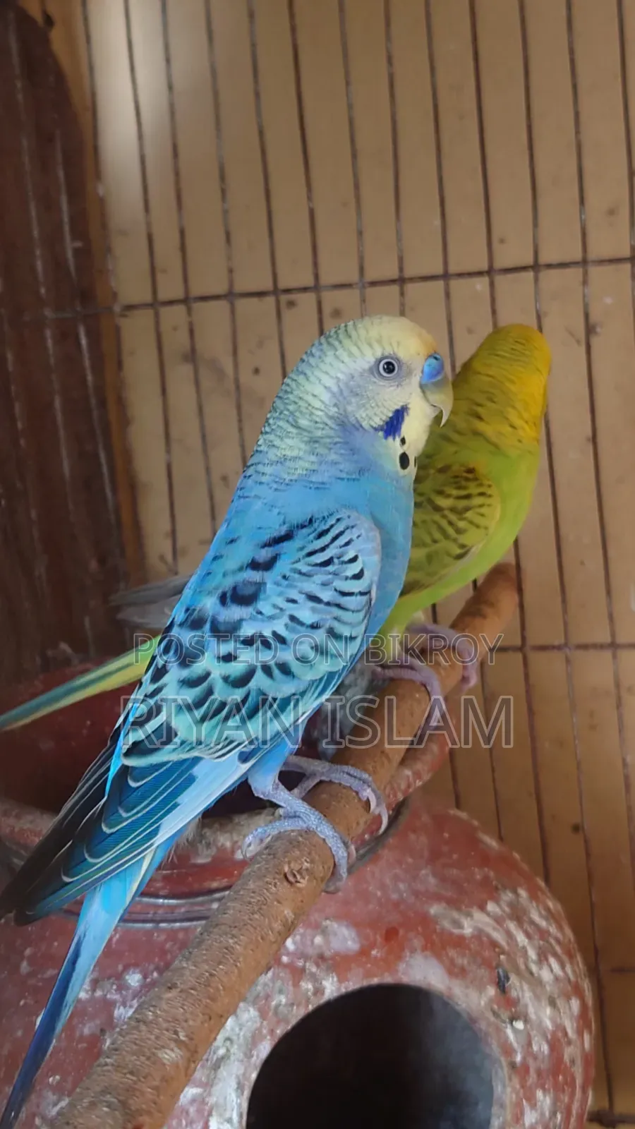 Bujrigar Bird, Bajrika,বাজরিকা পাখি, টিয়াপাখি, Budgies Parrot Sale