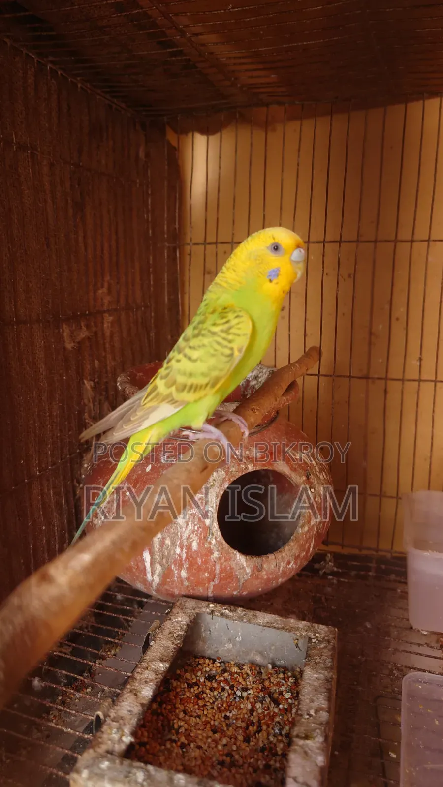 Bujrigar Bird, Bajrika,বাজরিকা পাখি, টিয়াপাখি, Budgies Parrot Sale