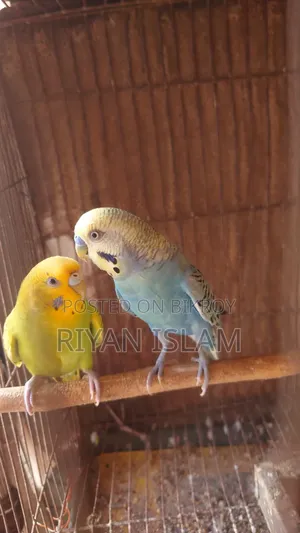 Bujrigar Bird, Bajrika,বাজরিকা পাখি, টিয়াপাখি, Budgies Parrot Sale
