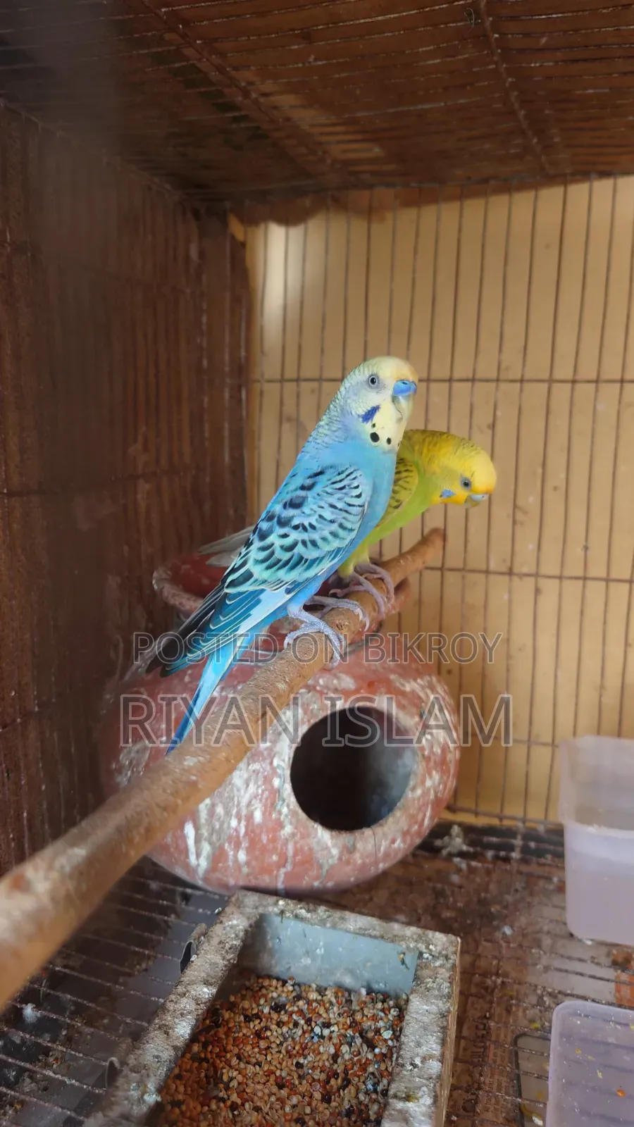 Bujrigar Bird, Bajrika,বাজরিকা পাখি, টিয়াপাখি, Budgies Parrot Sale