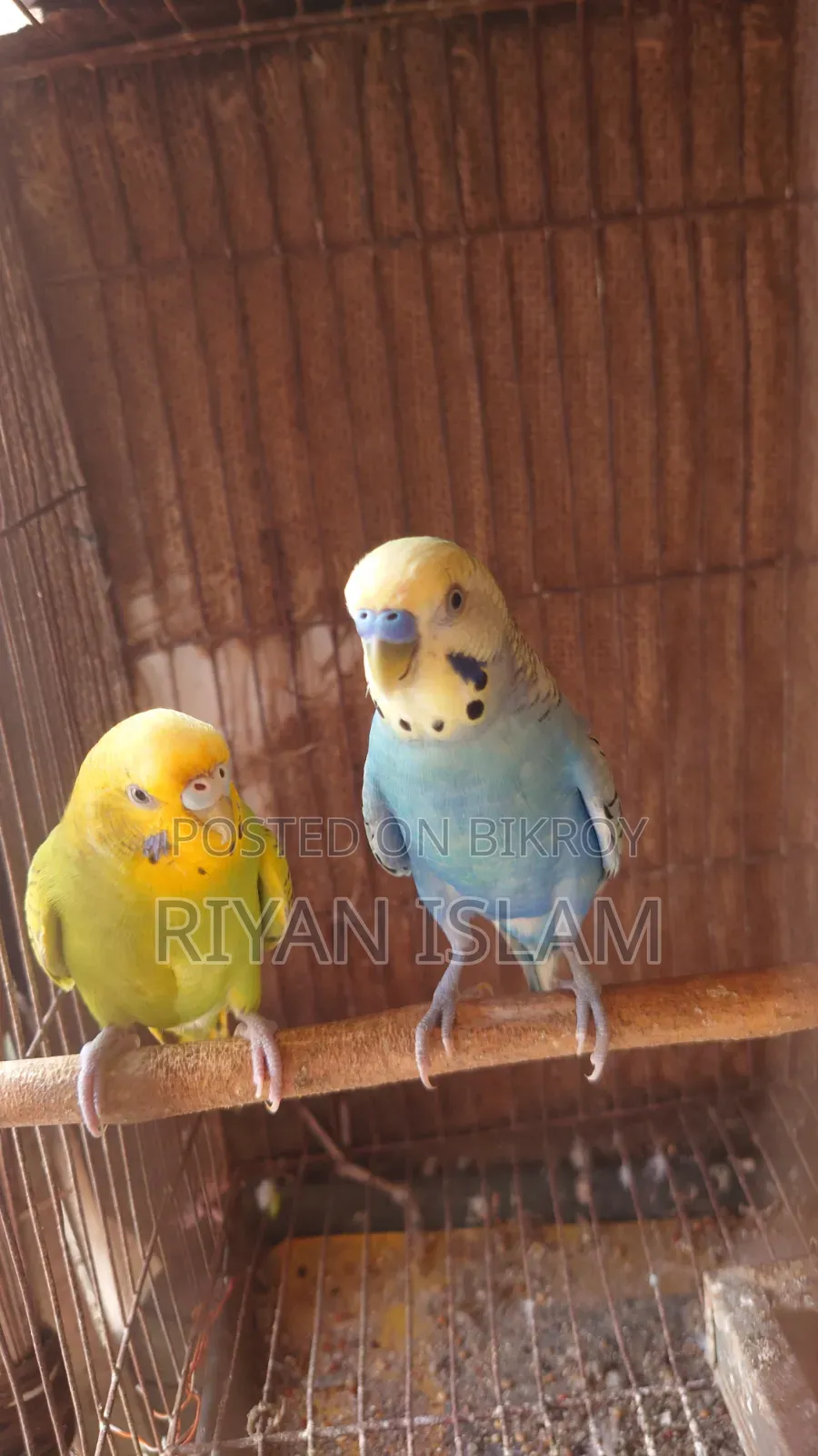 Bujrigar Bird, Bajrika,বাজরিকা পাখি, টিয়াপাখি, Budgies Parrot Sale