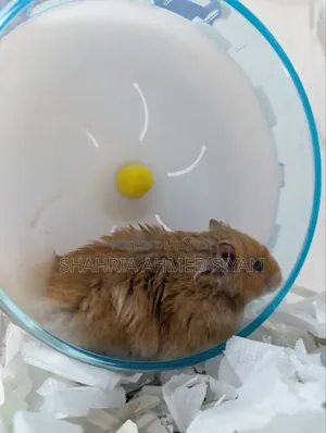 Hamster for Urgent Sell !!