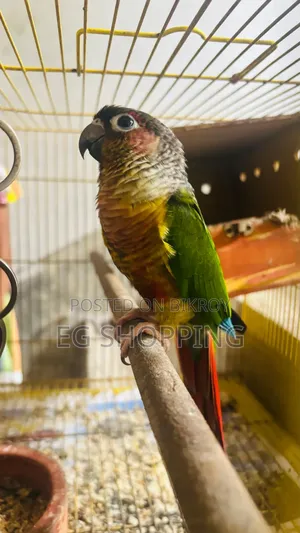 Conure Bird