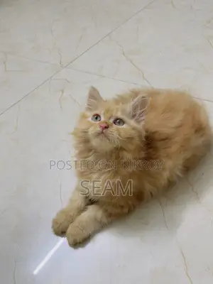 1-3 Months Male Purebred Persian
