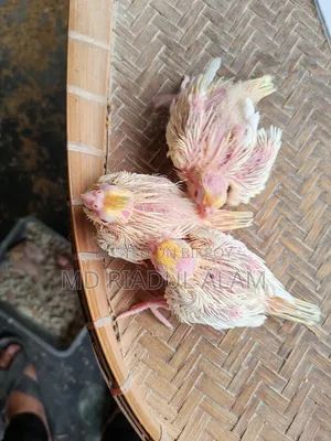 Tame size Lutino Cockatiel