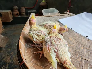 Tame size Lutino Cockatiel