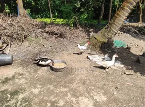 ডিমপাড়া চিনা হাস