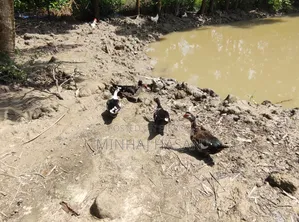 ডিমপাড়া চিনা হাস