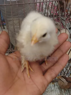 ব্র্যাহমা মুরগির বাচ্চা ৬দিন বয়স