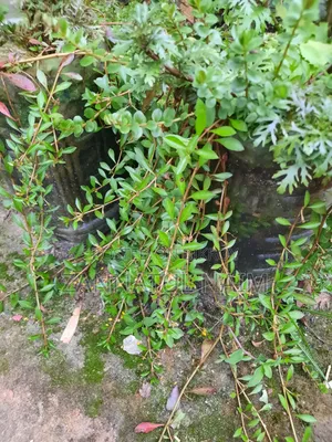 Aquriam Plants