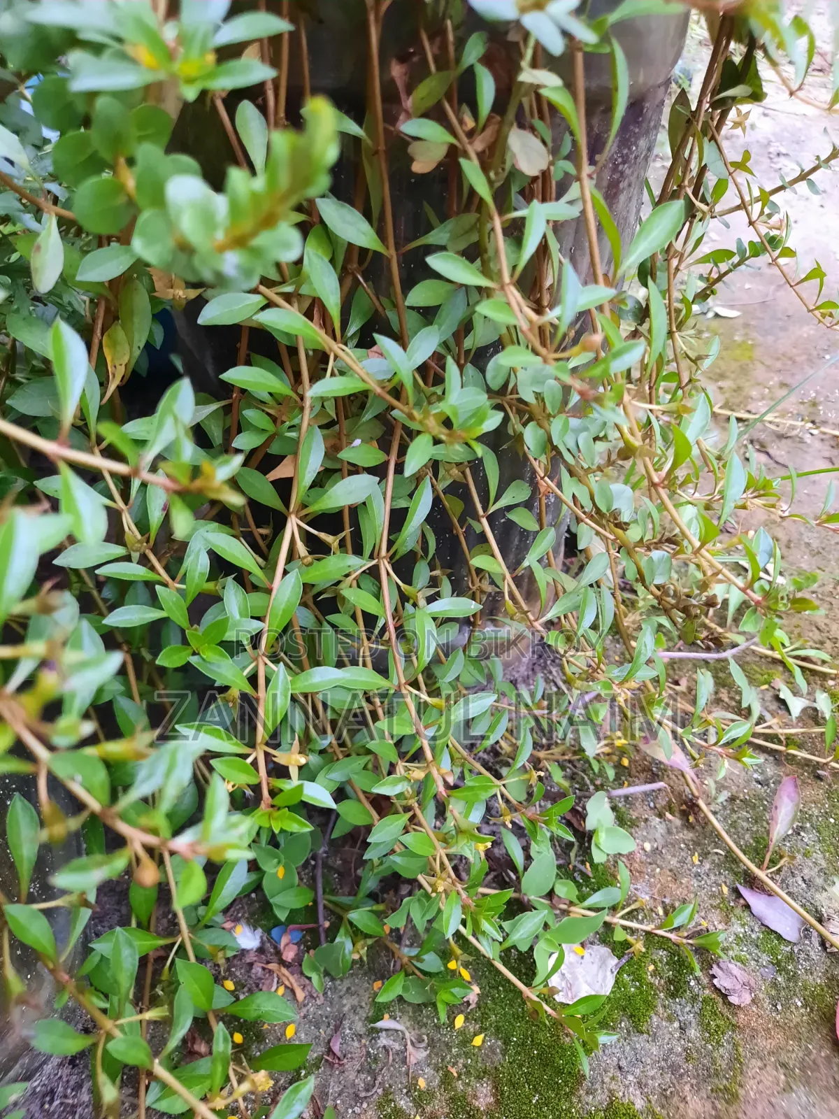 Aquriam Plants