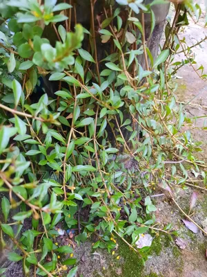 Aquriam Plants