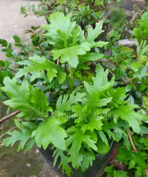 Aquriam Plants