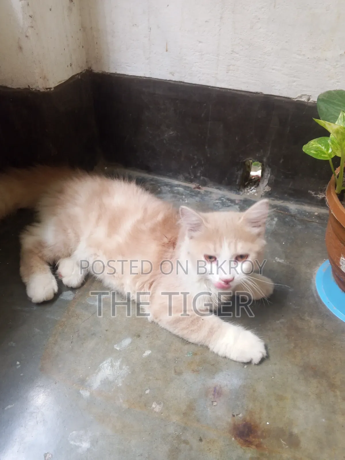 1-3 Months Female Purebred Persian
