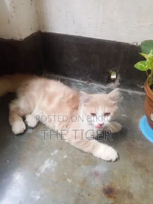 1-3 Months Female Purebred Persian