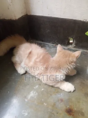 1-3 Months Female Purebred Persian