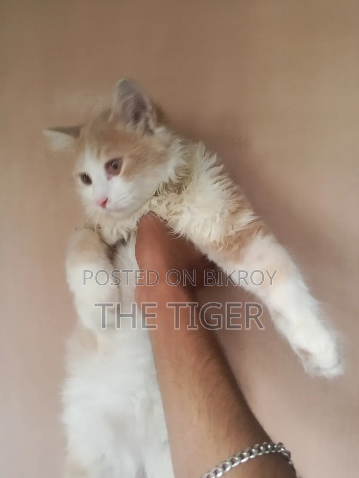 1-3 Months Female Purebred Persian