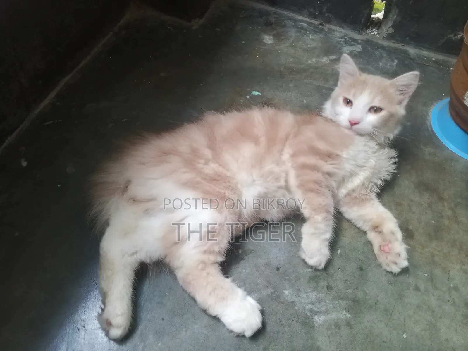 1-3 Months Female Purebred Persian