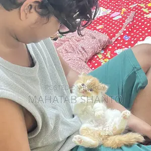 1-3 Months Male Purebred Persian
