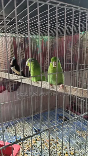 Forpus Bird