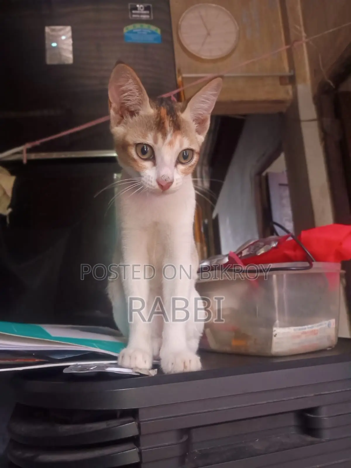 ১-৩ মাস বয়সী মহিলা মিশ্র জাতের বেঙ্গল বিড়ালছানা