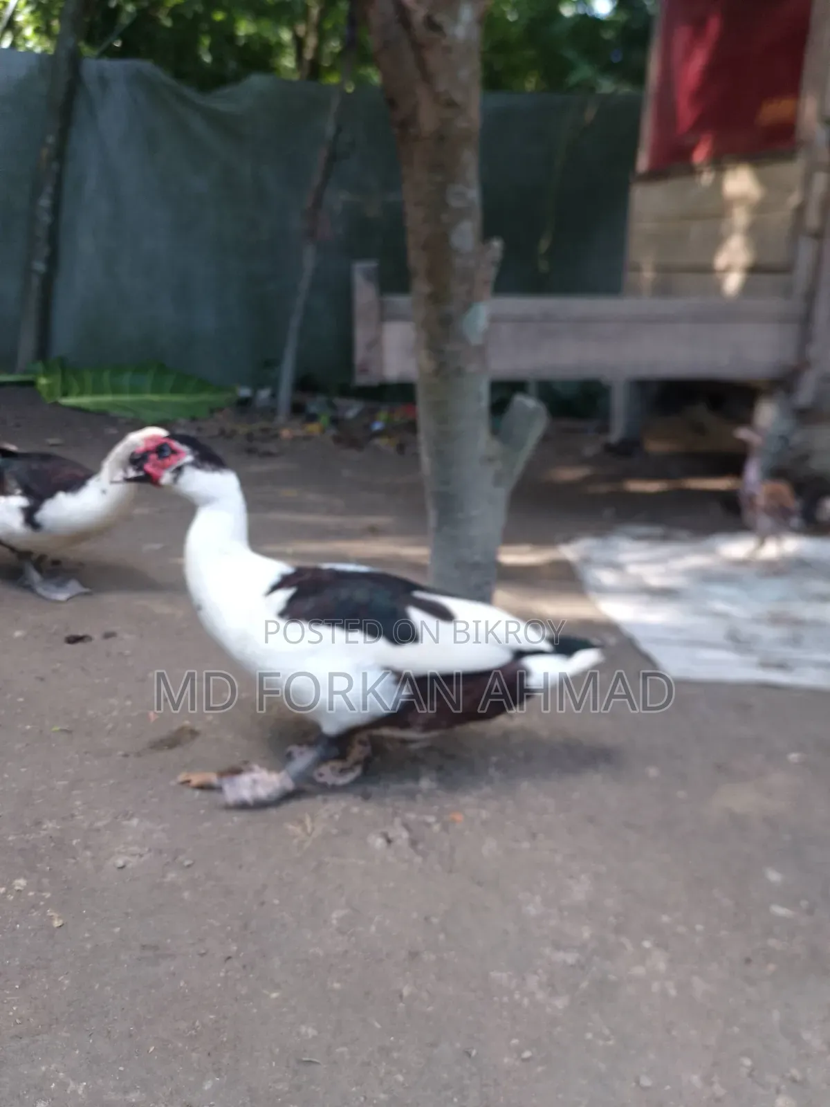 Duck for Sale