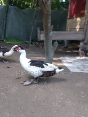 Duck for Sale