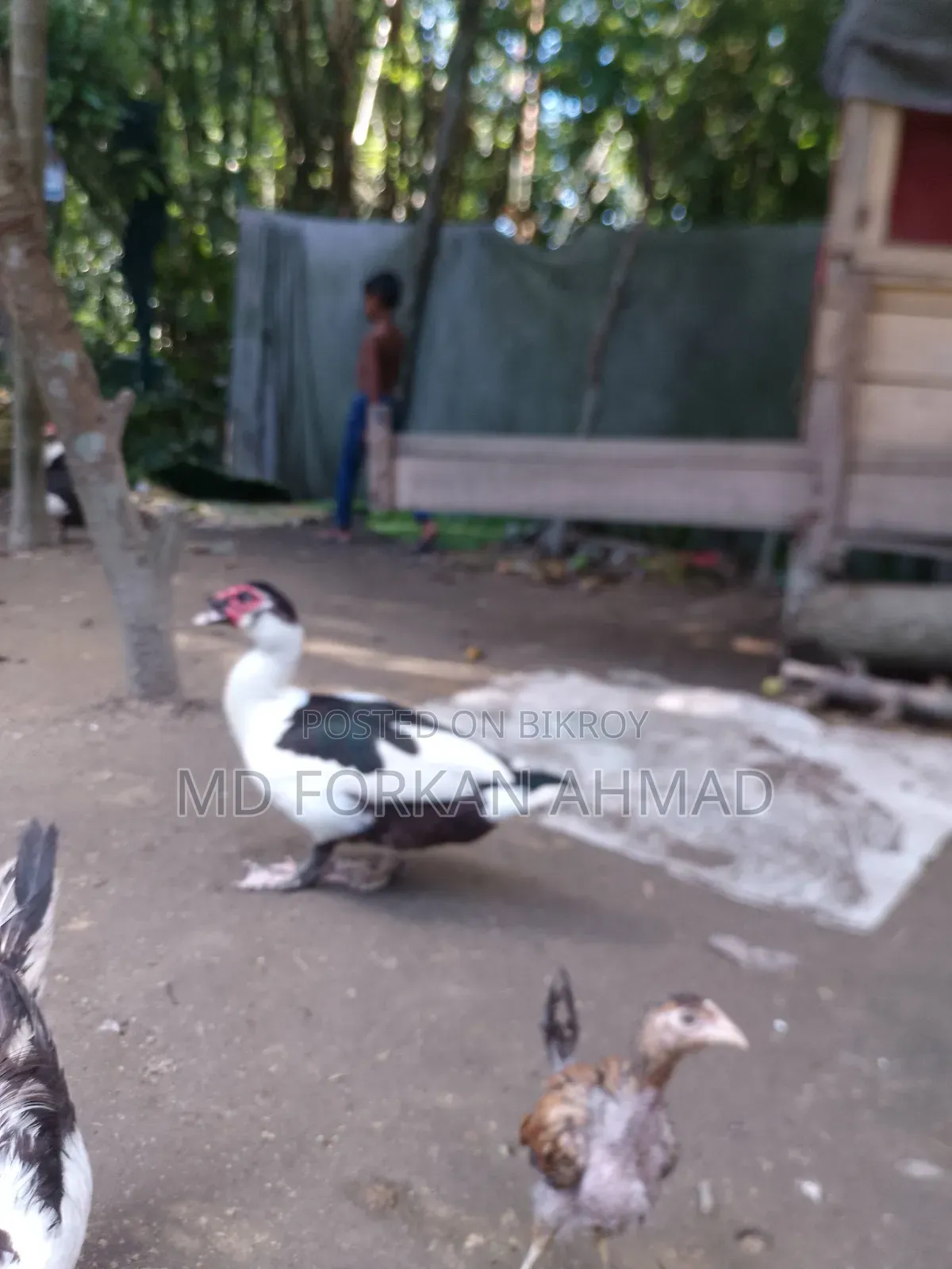 Duck for Sale
