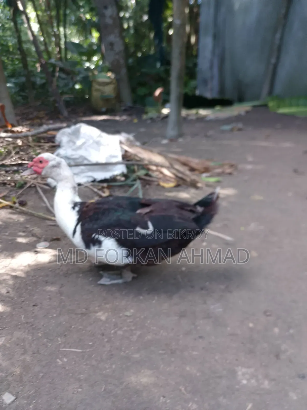 Duck for Sale