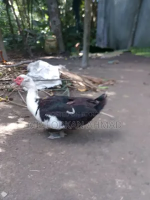 Duck for Sale