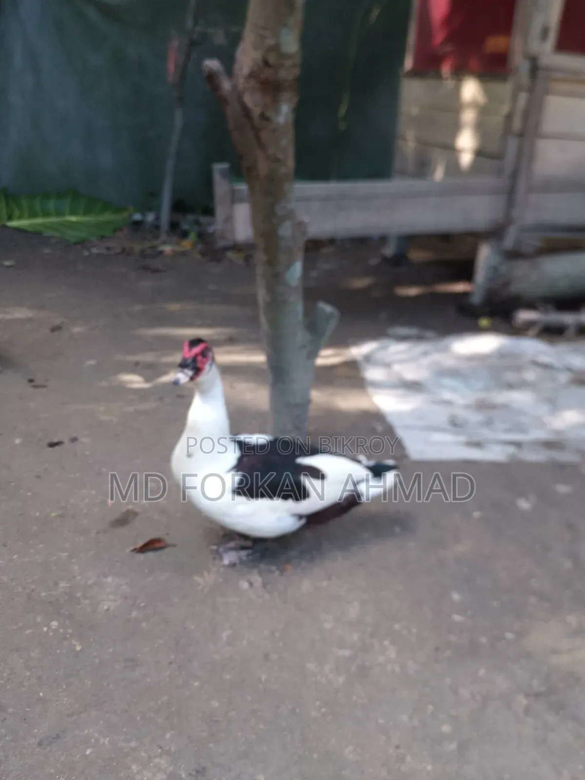 Duck for Sale