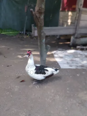 Duck for Sale