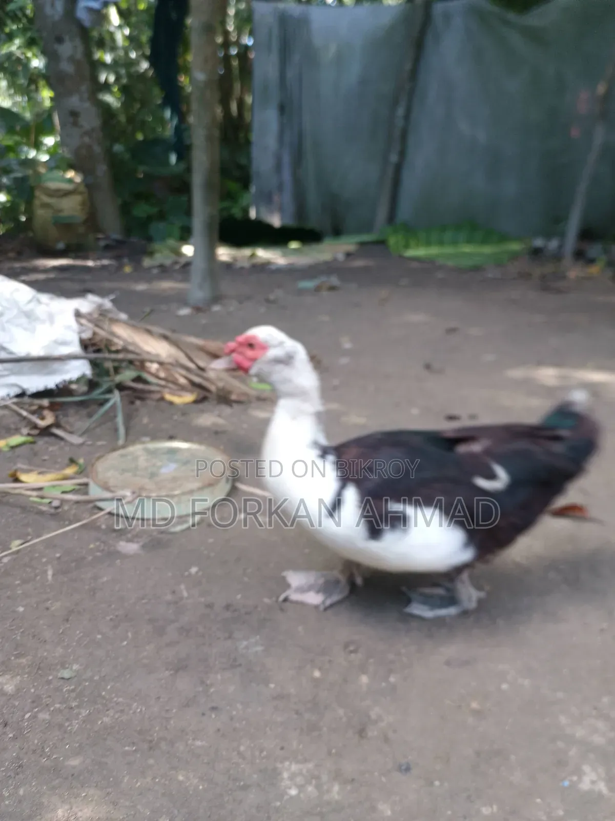 Duck for Sale
