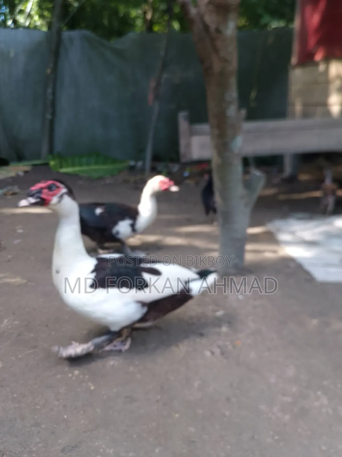 Duck for Sale