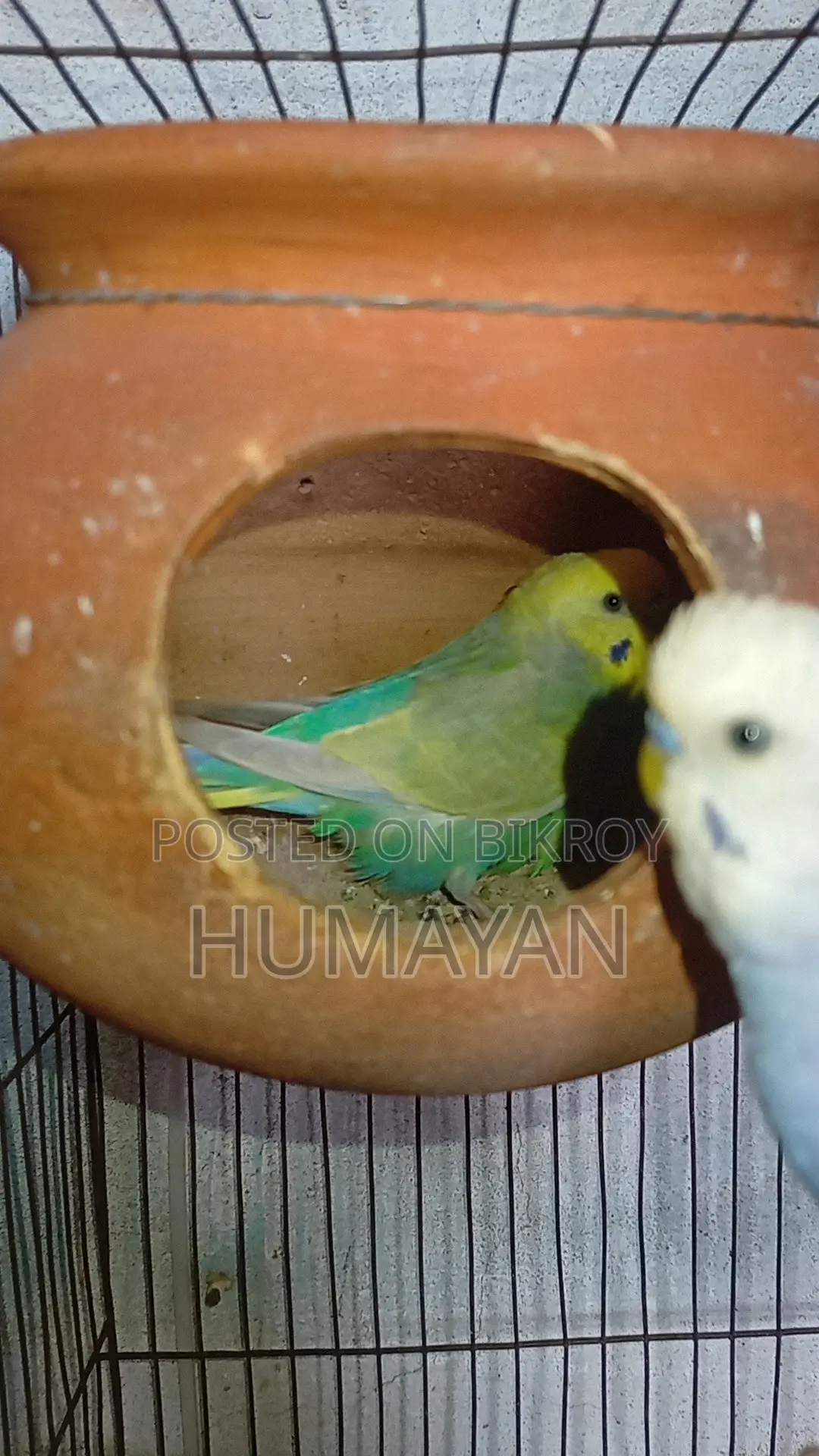 Rainbow Budgie Breeding 2 Pairs