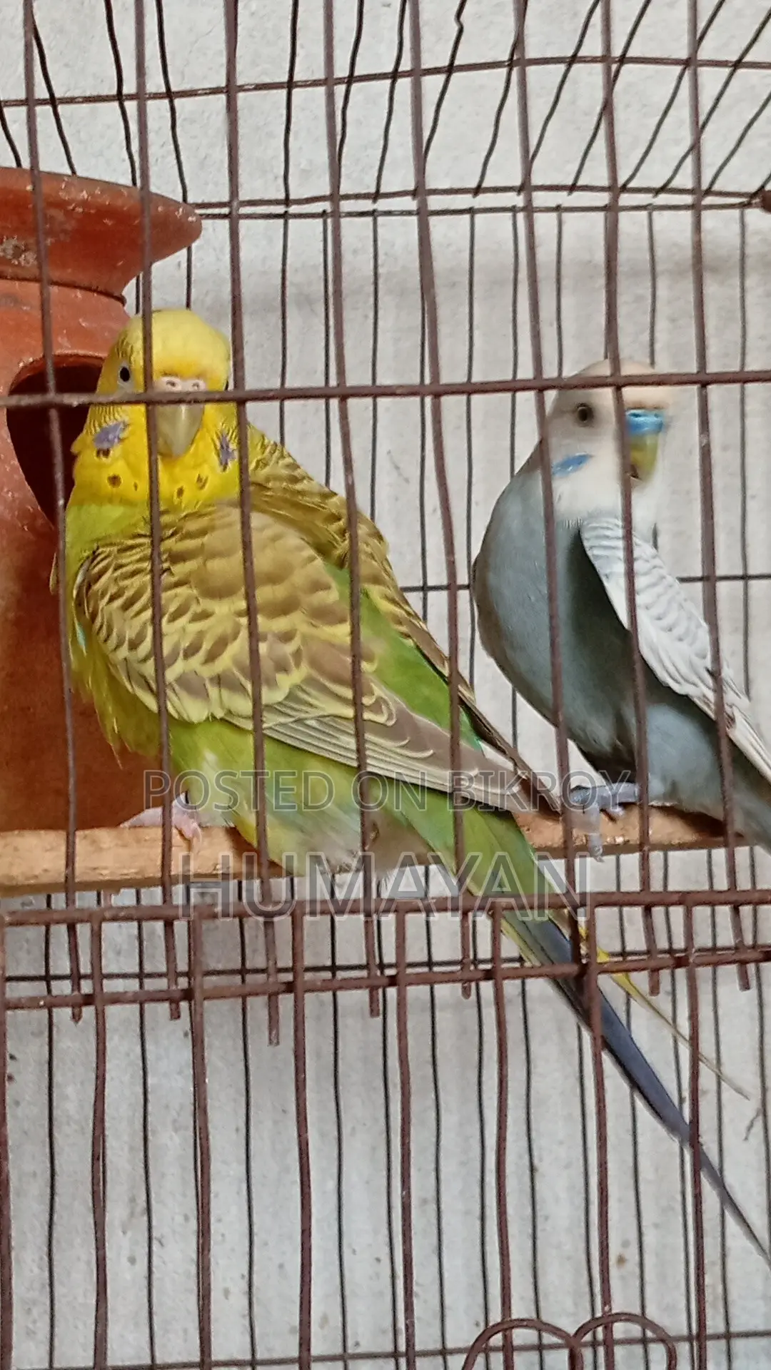 Rainbow Budgie Breeding 2 Pairs