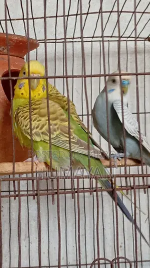 Rainbow Budgie Breeding 2 Pairs