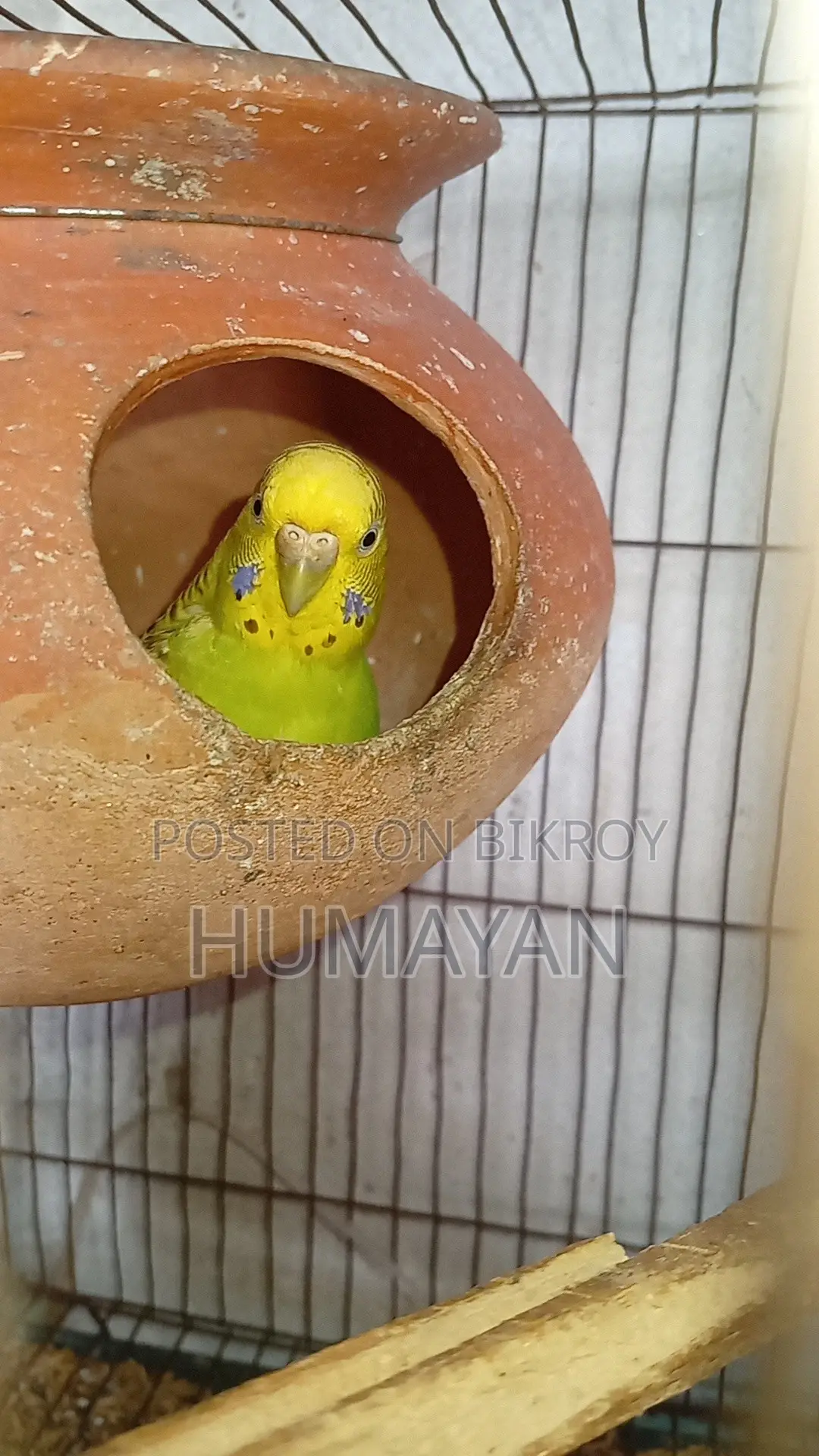 Rainbow Budgie Breeding 2 Pairs