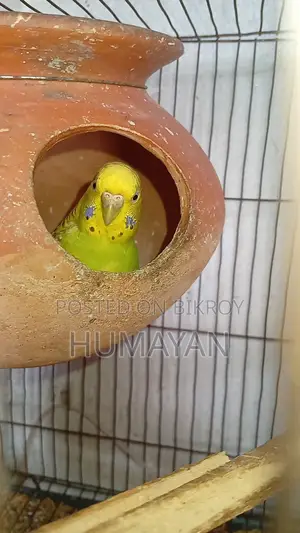 Rainbow Budgie Breeding 2 Pairs