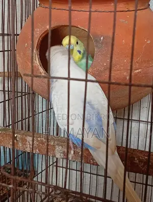 Rainbow Budgie Breeding 2 Pairs